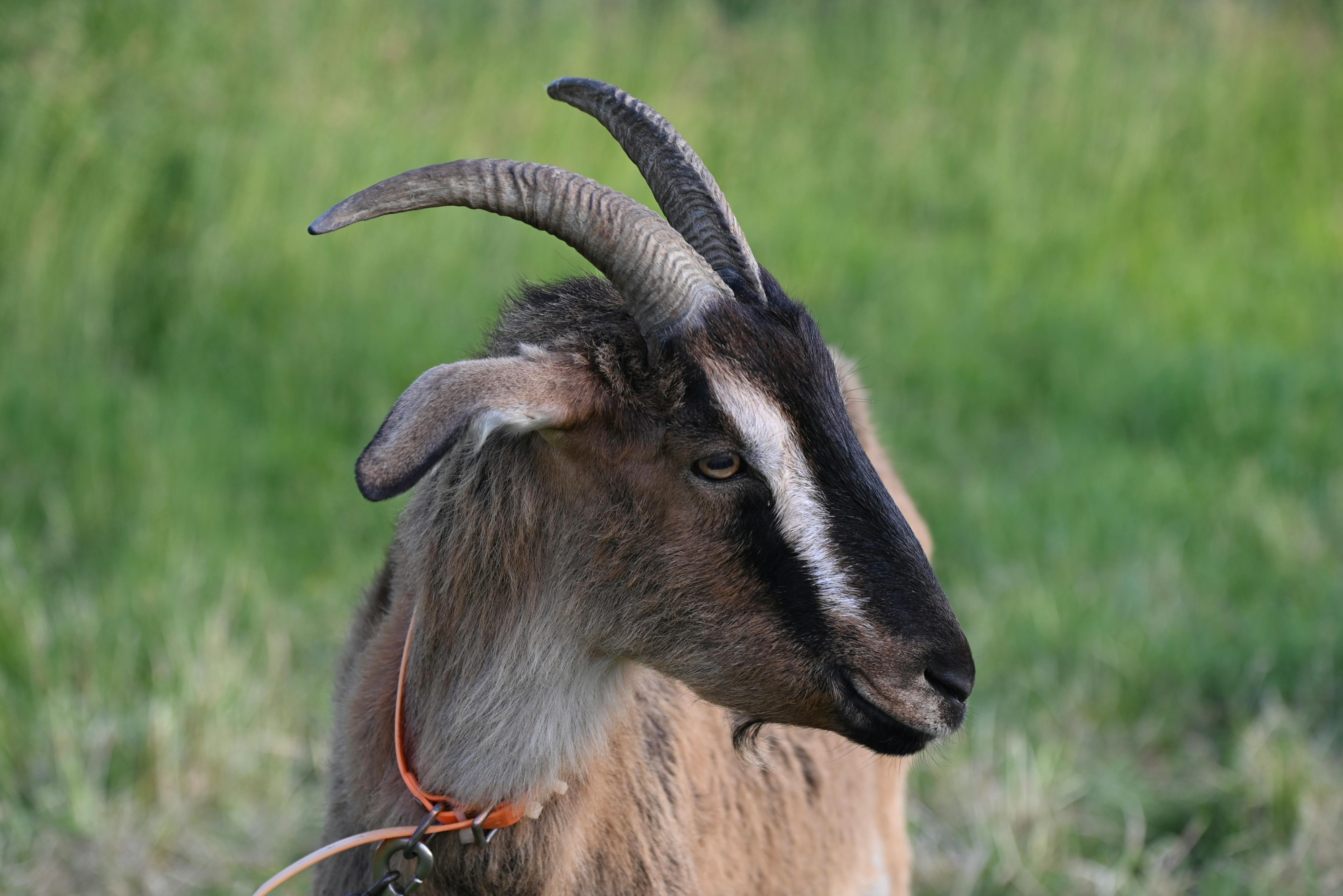 grátis Foto profissional grátis de agrário, agricultura, amigo do ambiente Foto profissional