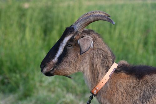 Free Side profile of a goat standing in a green pasture with a collar. Stock Photo