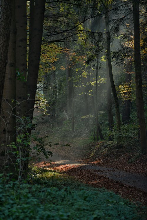 Sunbeams over Footpath in Forest