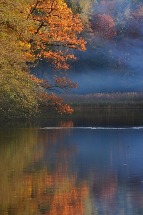 Free Forest by Lake in Autumns Stock Photo