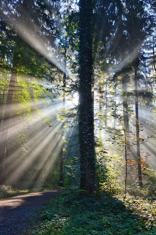 Foto d'estoc gratuïta de arbres, bosc, fons de pantalla per al mòbil