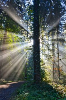 Enchanting forest scene with sunbeams filtering through tall trees, creating a mystical atmosphere.