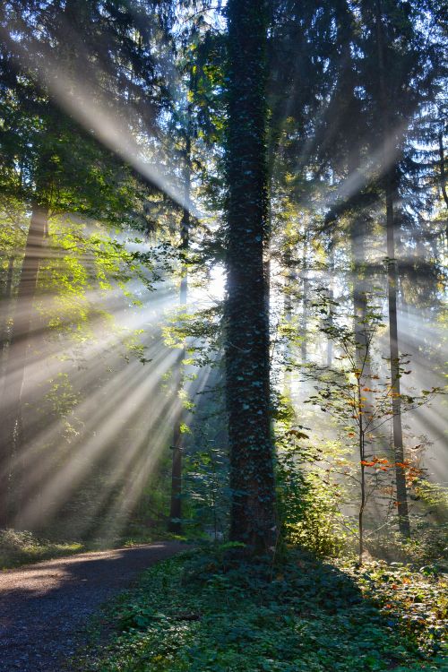 Free Enchanting forest scene with sunbeams filtering through tall trees, creating a mystical atmosphere. Stock Photo