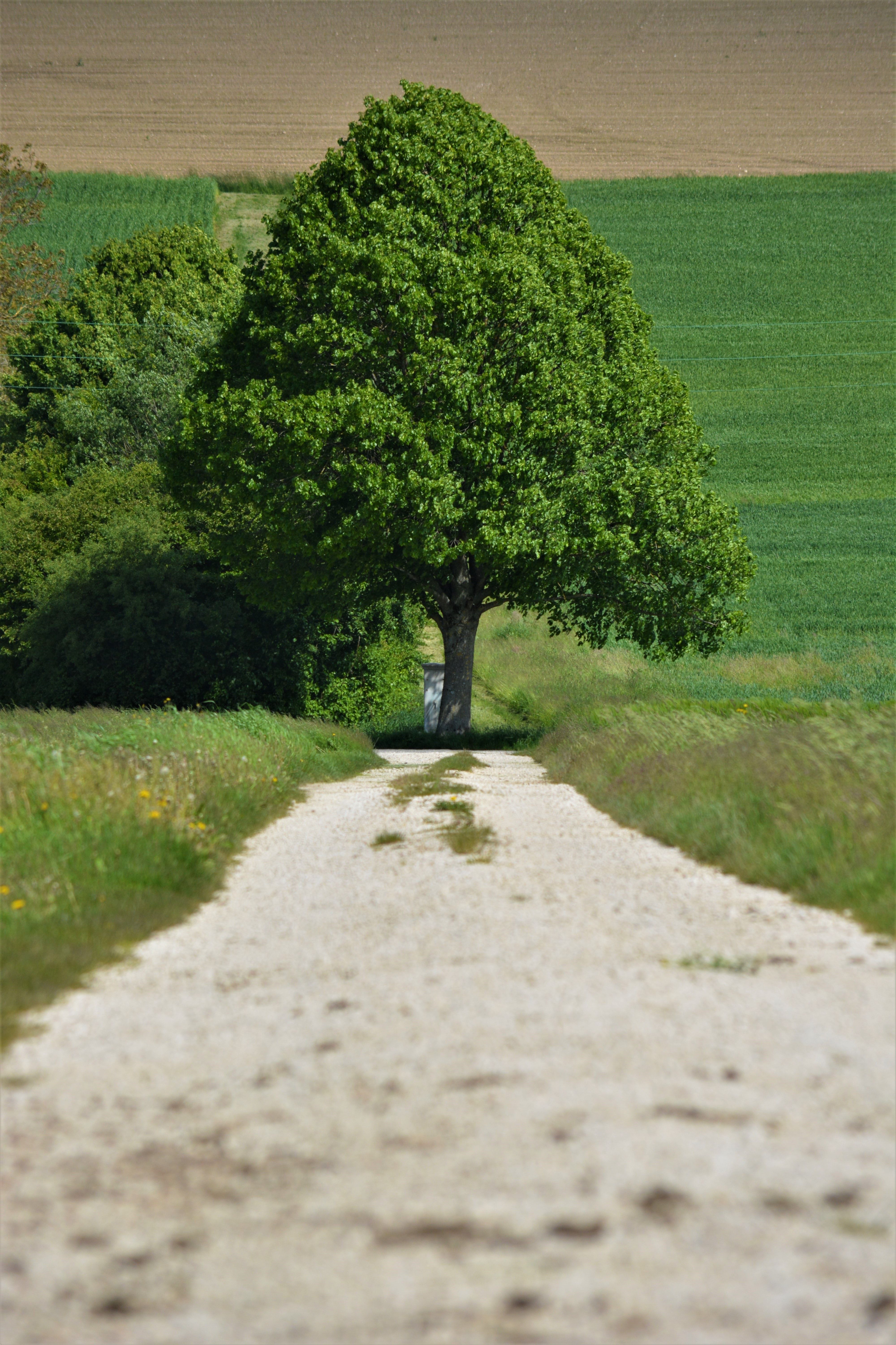Footpath Leading toward the Tree · Free Stock Photo