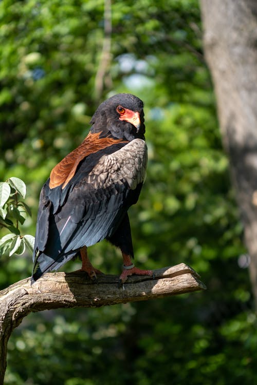 Bateleur Eagle in Nature