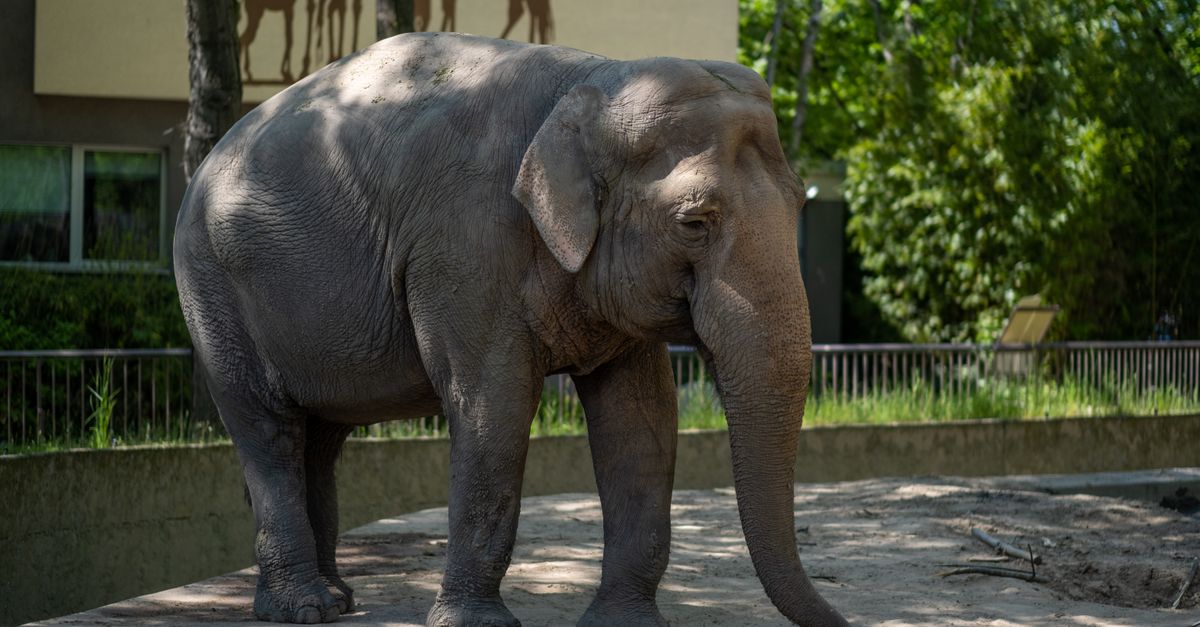 Majestic Asian elephant standing in Berlin Zoo, captured in natural sunlight.