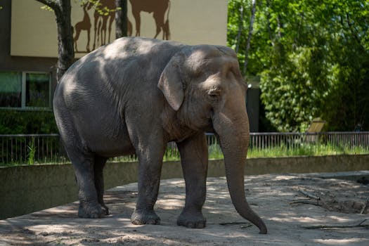 Majestic Asian elephant standing in Berlin Zoo, captured in natural sunlight.
