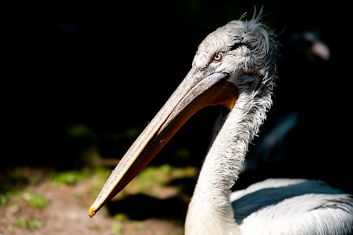 Close-up of the Head of a Pelican 
