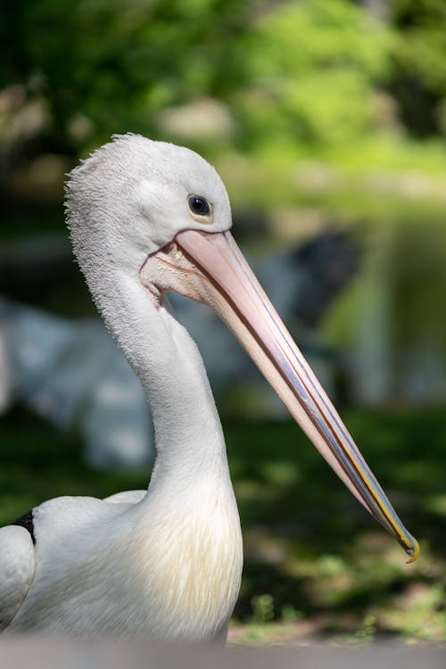 Portrait of Pelican