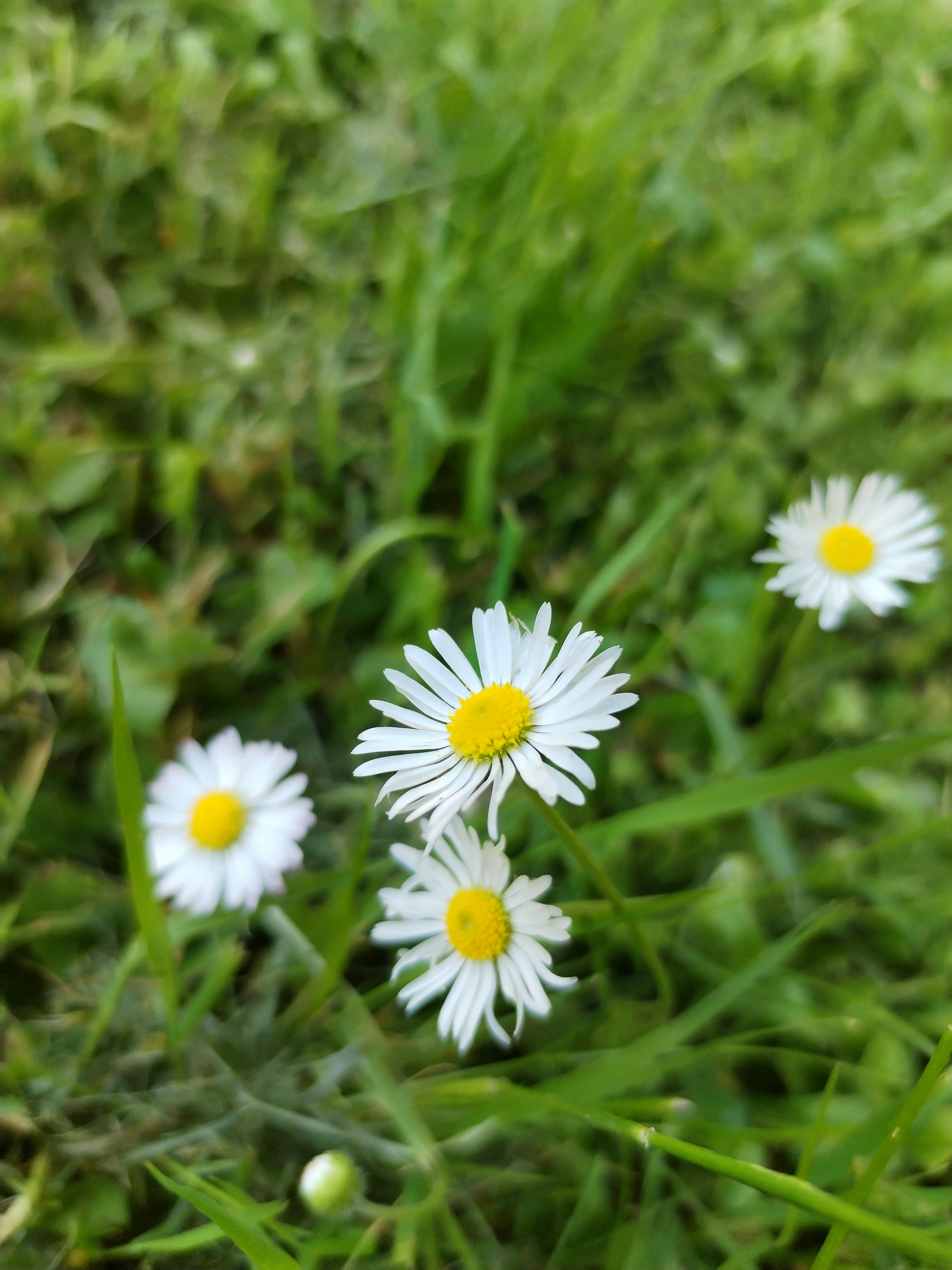 제네시스 G80 외관 이미지