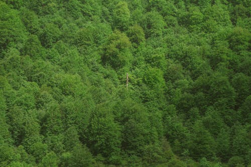 4k arka plan, 4k duvar kağıdı, orman içeren Ücretsiz stok fotoğraf