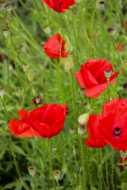 Close-up of Poppy Flowers 