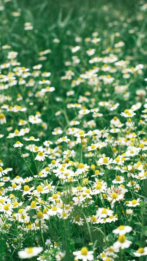 Foto stok gratis bidang, bunga kamomil, bunga-bunga