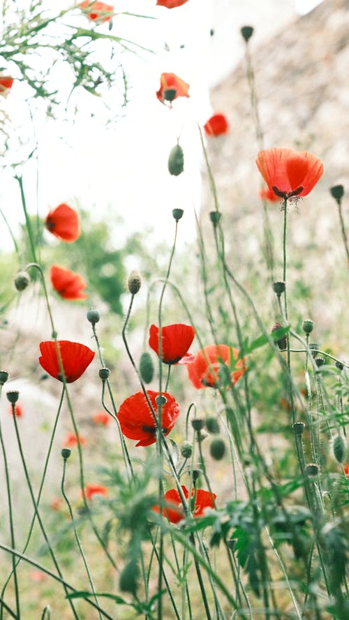 Close-up of Poppies 