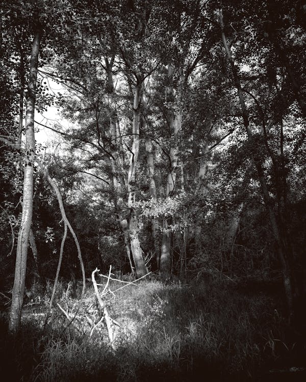 Dark Forest Floor Photos, Download The BEST Free Dark Forest Floor