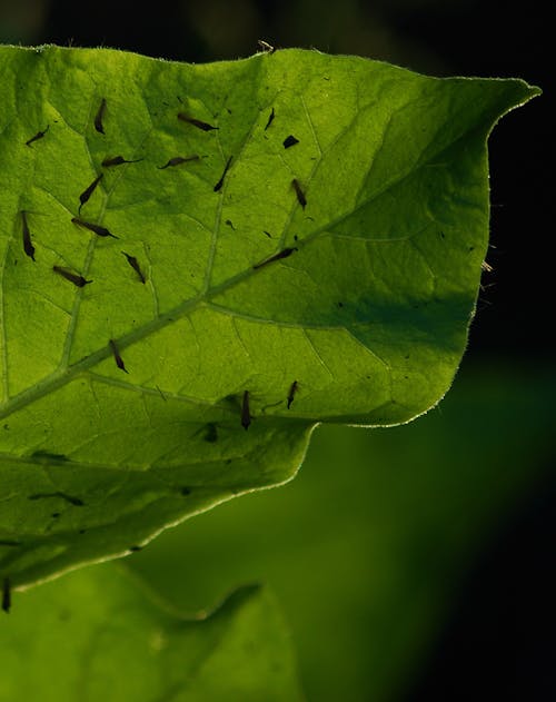 green leaf with seeds