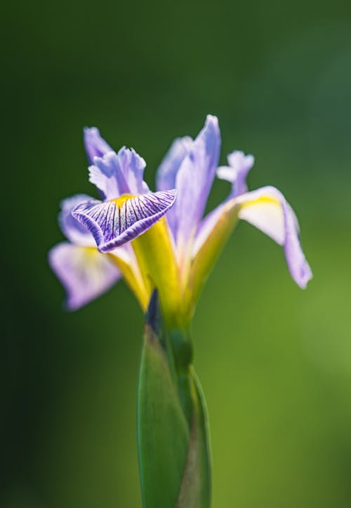 Ilmainen kuvapankkikuva tunnisteilla iiris, kukka, lähikuva