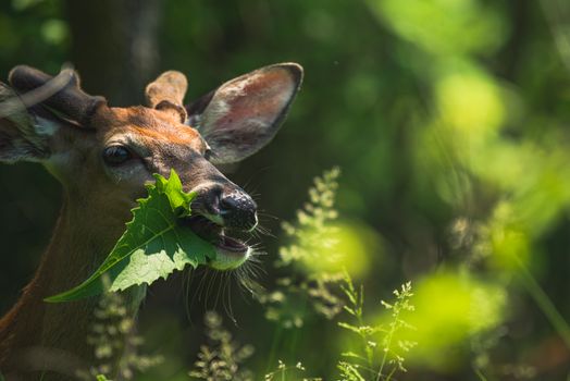 Free stock photo of animal, antler, beautiful