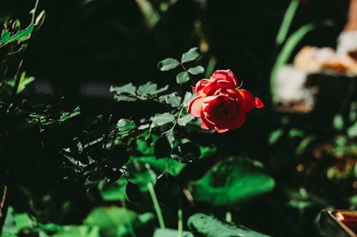 Крупным планом фотография красной розы