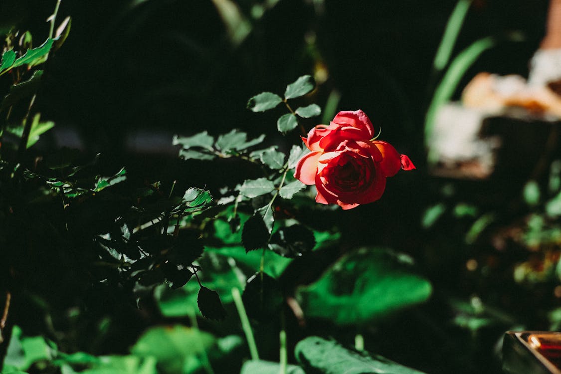 紅玫瑰的特寫攝影