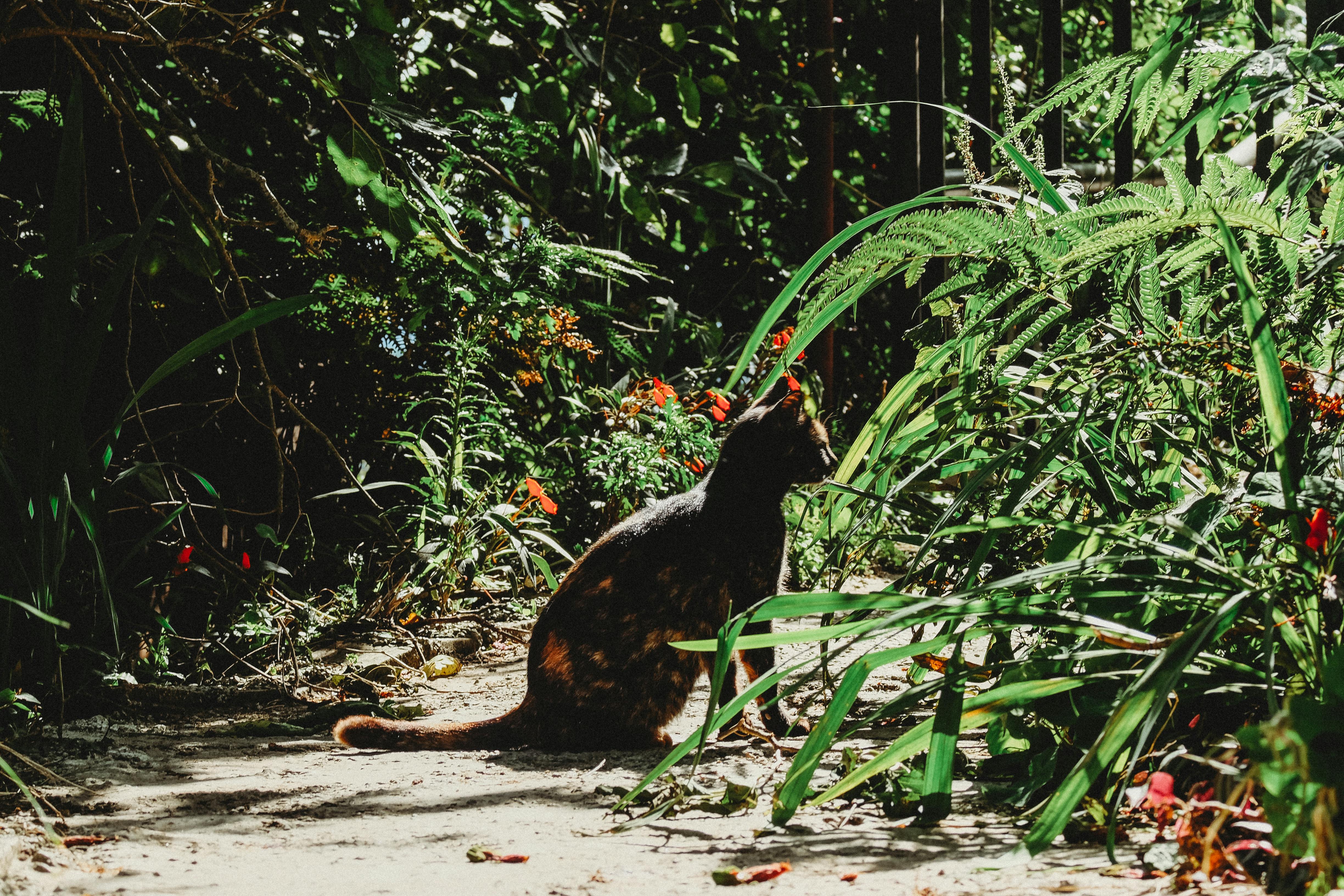 阳光明媚的花园里，一只黑猫安静地坐在郁郁葱葱的绿叶和色彩缤纷的花朵中