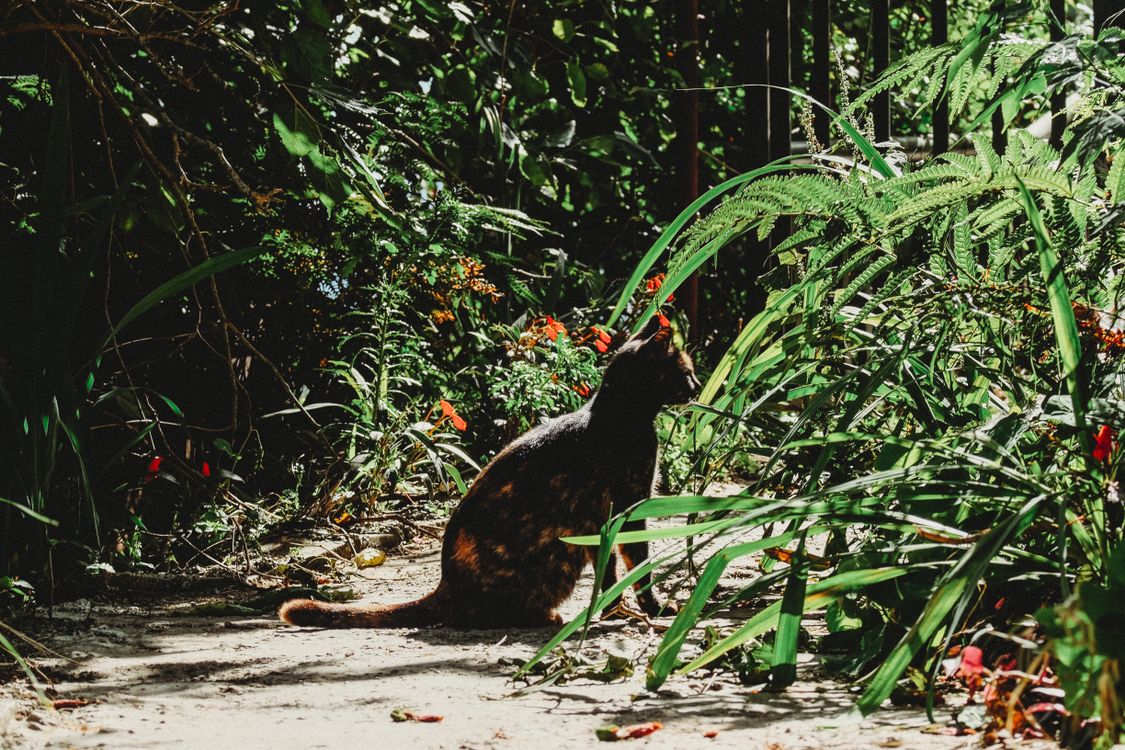 Como afugentar os gatos do seu jardim
