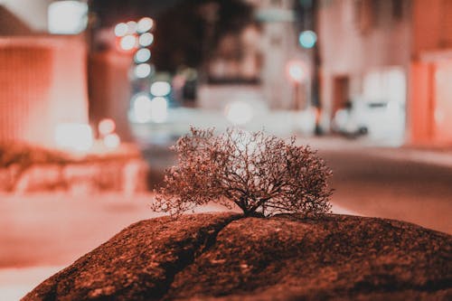 Free stock photo of japan, lonely