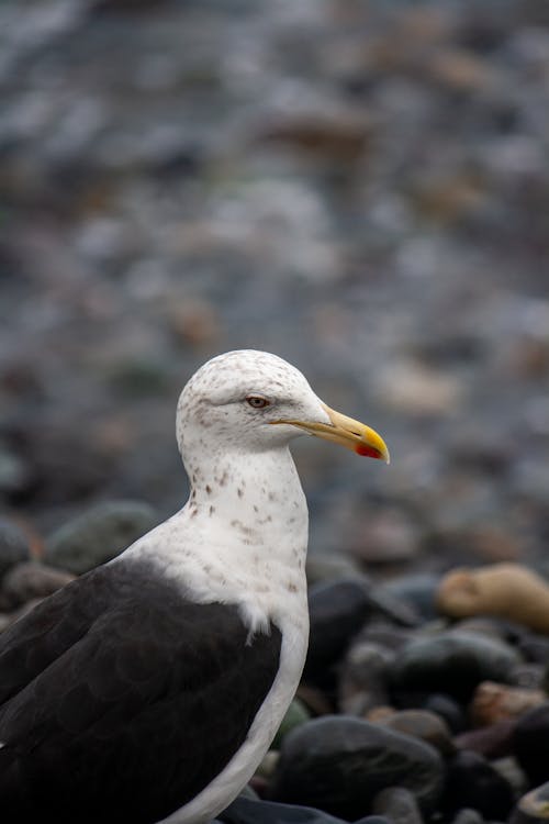 Fotos de stock gratuitas de animal, fauna, Gaviota