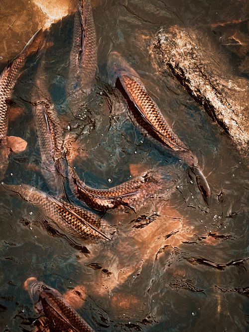 Free A group of koi fish swimming gracefully in the clear waters of Brewster, Washington. Stock Photo