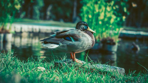 Mallard Duck Near Body of Water