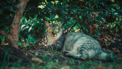 Close-Up Photo of Cat Lying On Dirt