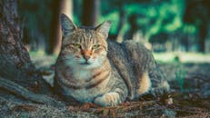 在宁静的森林中，迷人的虎斑猫正在休息，展现自然之美