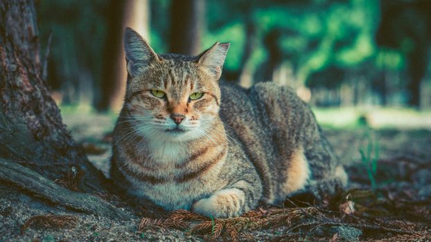 在宁静的森林中，迷人的虎斑猫正在休息，展现自然之美