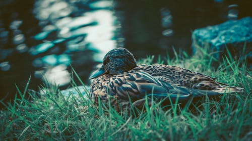 アメリカガモのセレクティブフォーカス写真