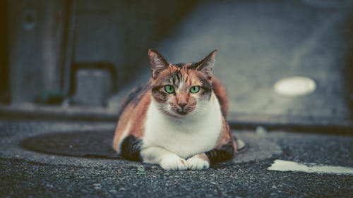 貓躺在人行道上的照片