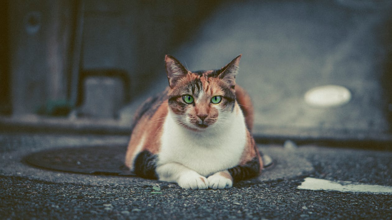 Photo of Cat Lying on Pavement