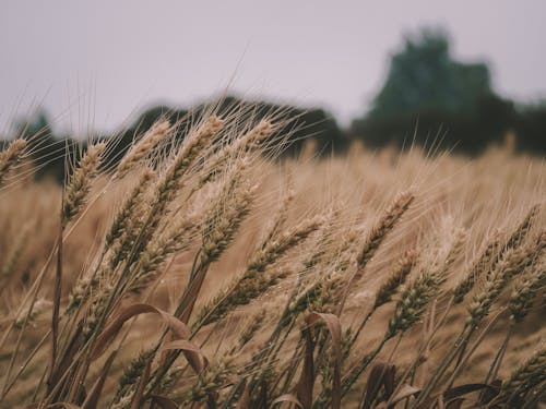 Free Close-up of Ripe Wheat Ears in a Field  Stock Photo