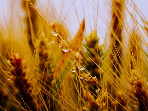 Free stock photo of after rain, agricultural field, barley field
