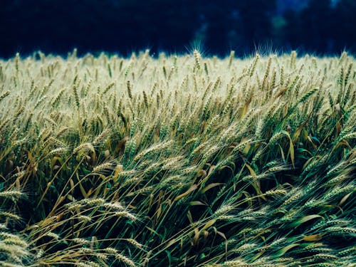 Бесплатное стоковое фото с пасмурный день, пшеница, ретро