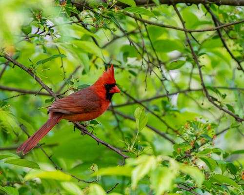 Close-up of a Red Bird Perching on a Branch 