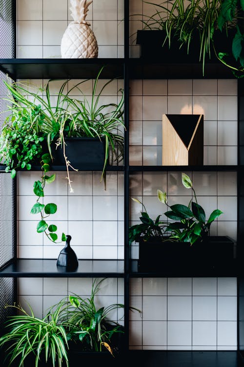 Black Wooden Shelves