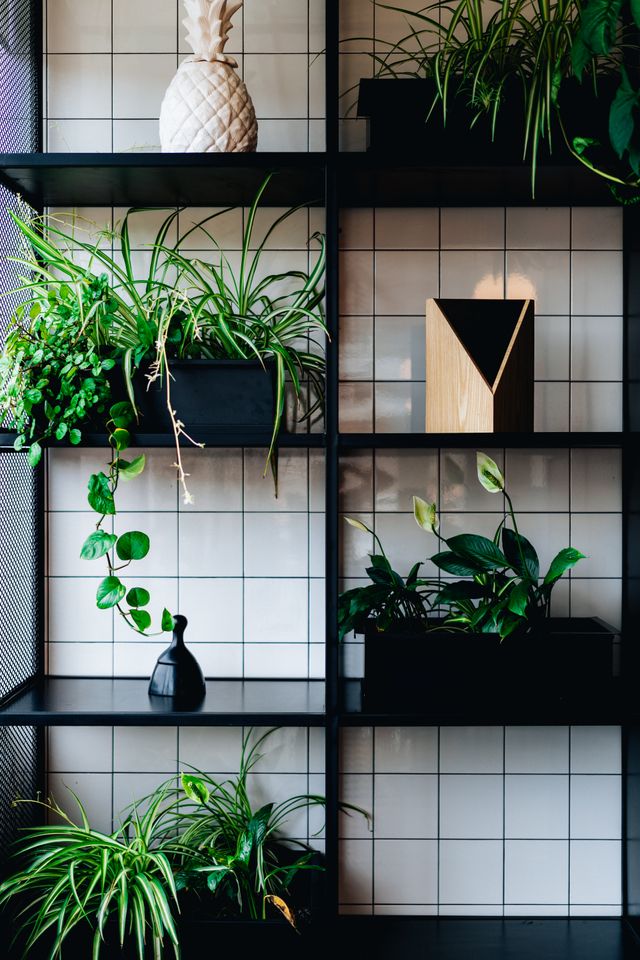 Shelves lined with houseplants