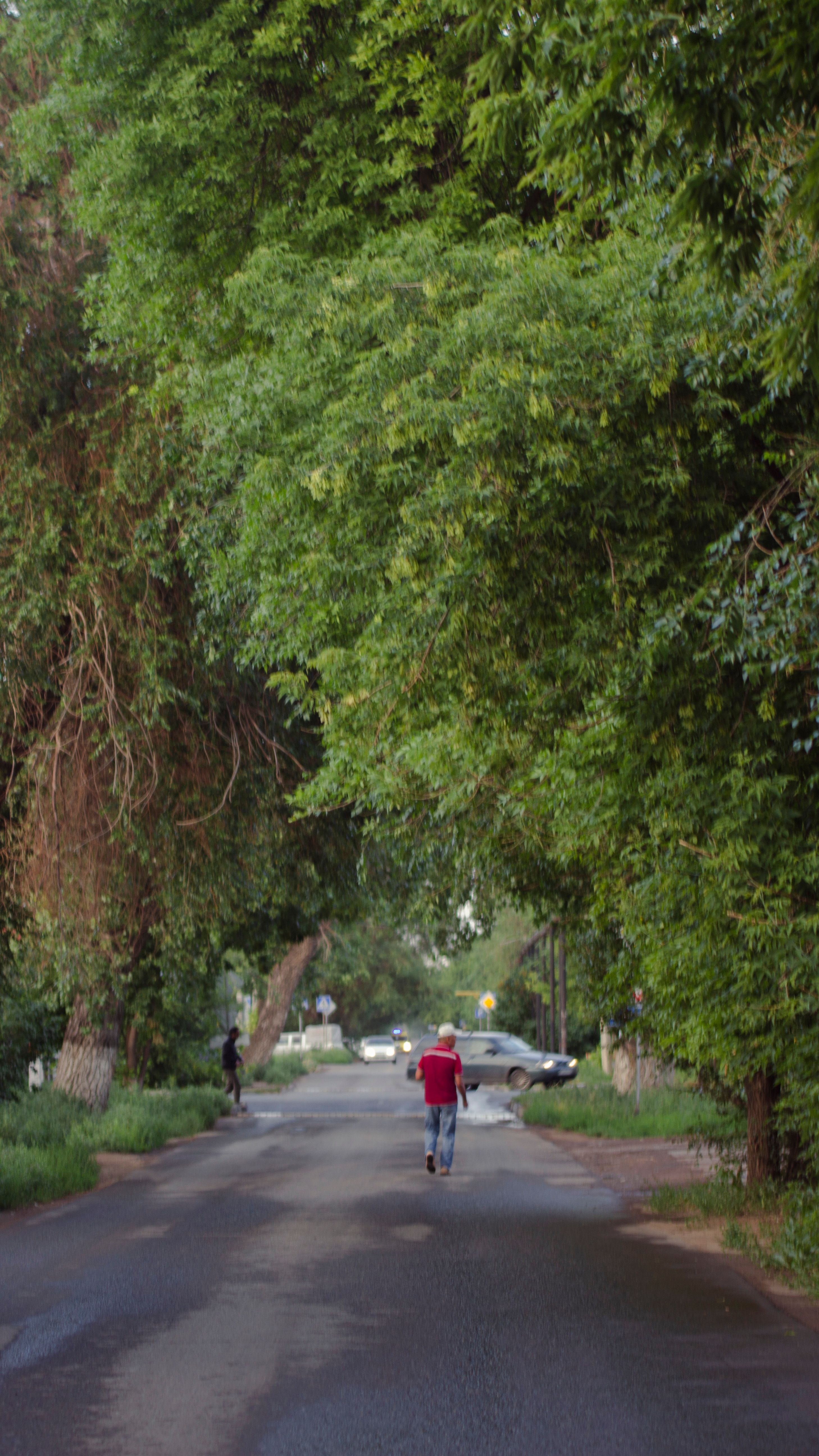 People Walking on the Street between Green Trees · Free Stock Photo