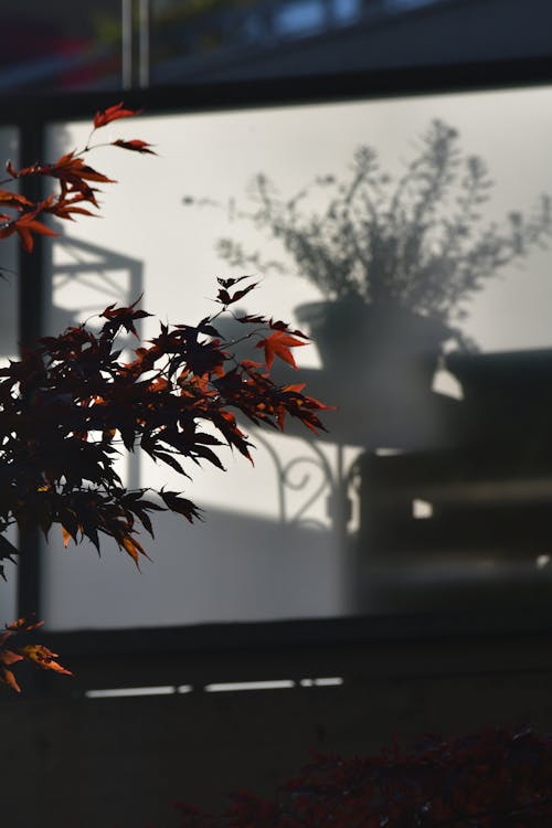 Tree Branches and a Shadow of a Plant on a Balustrade 