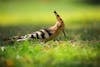 Free Selective Focus Photography of Brown Black and White Long Beak Bird on Green Grass Stock Photo