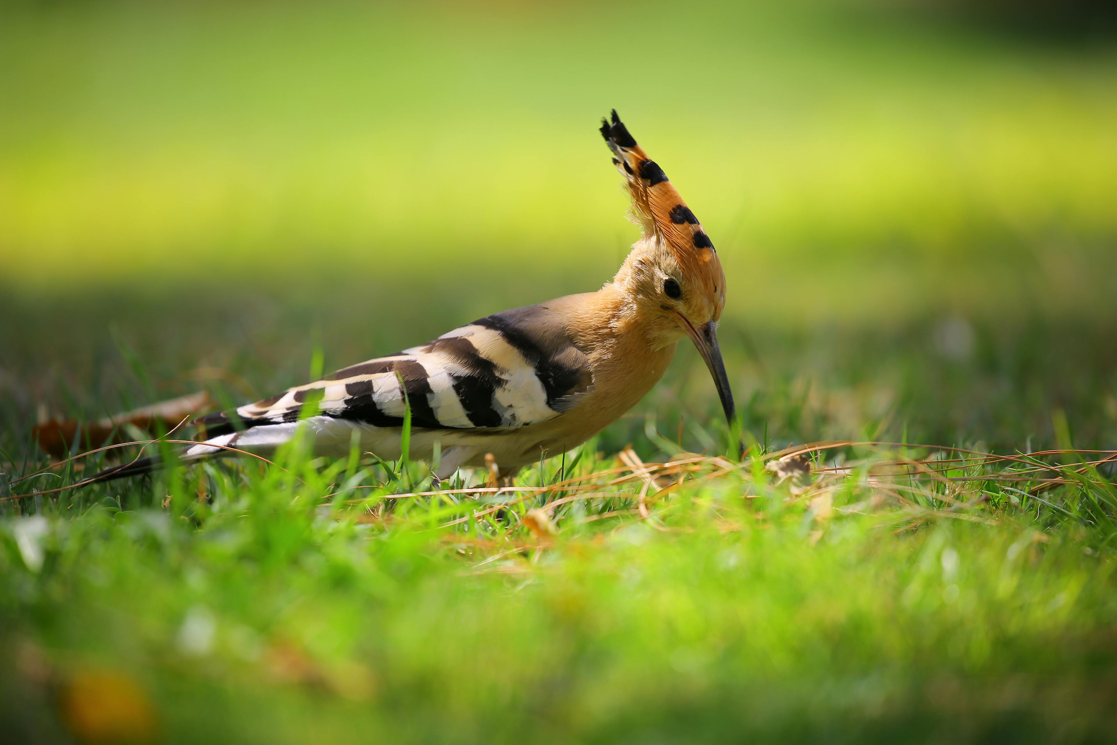 Selective Focus Photography of Brown Black and White Long Beak Bird on