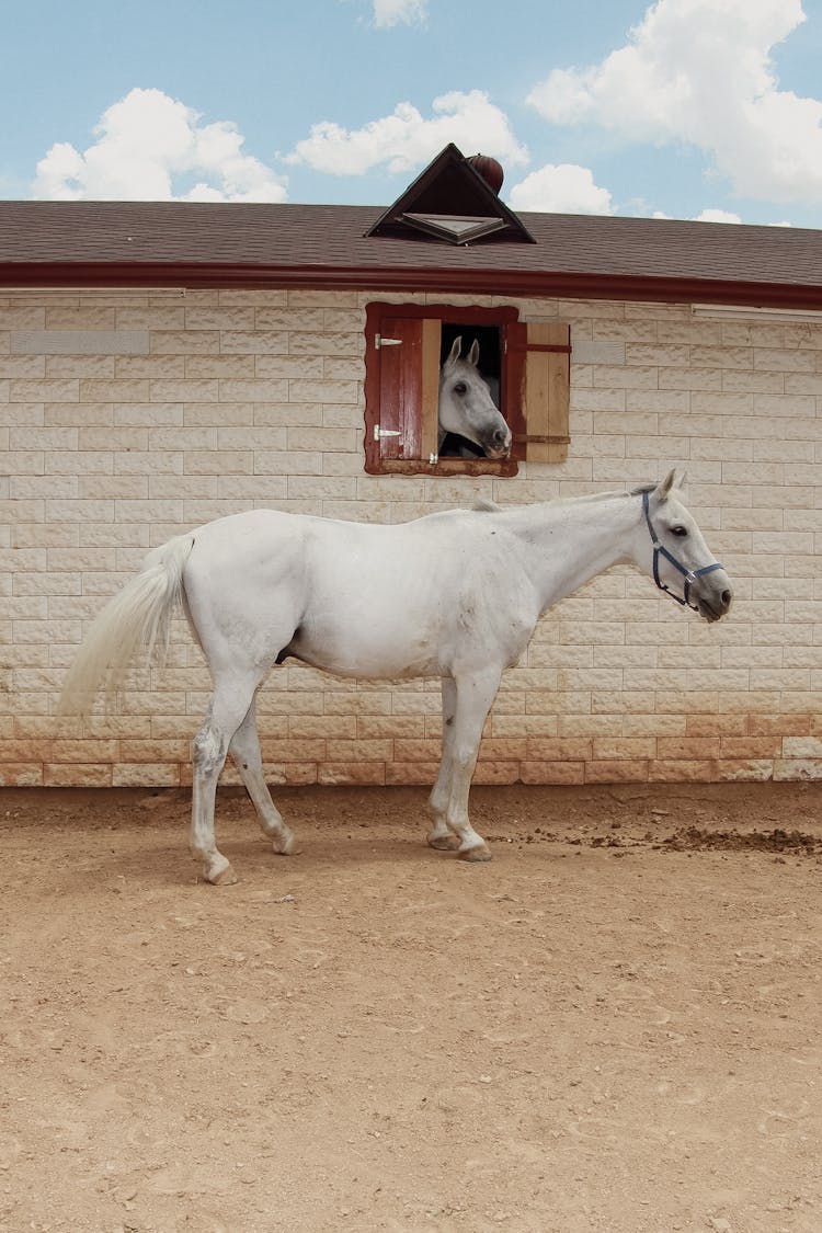 Horses And Stable Building