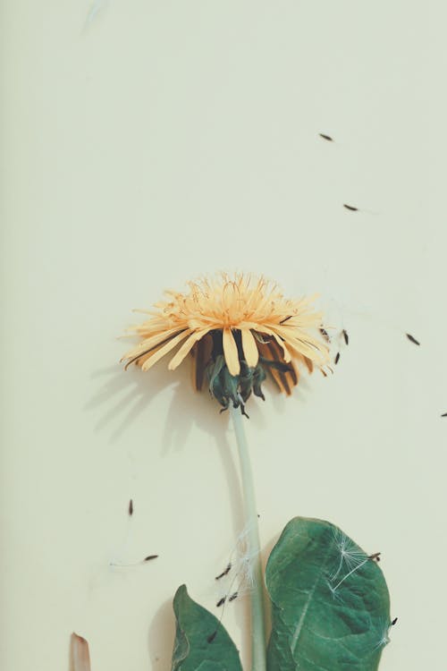 Dandelion Flower on Green Background 