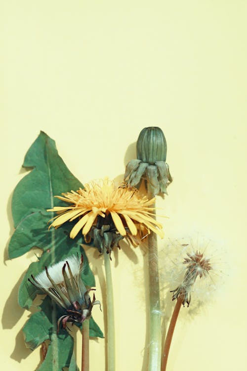 Darmowe zdjęcie z galerii z kwiaty, pionowy strzał, rośliny
