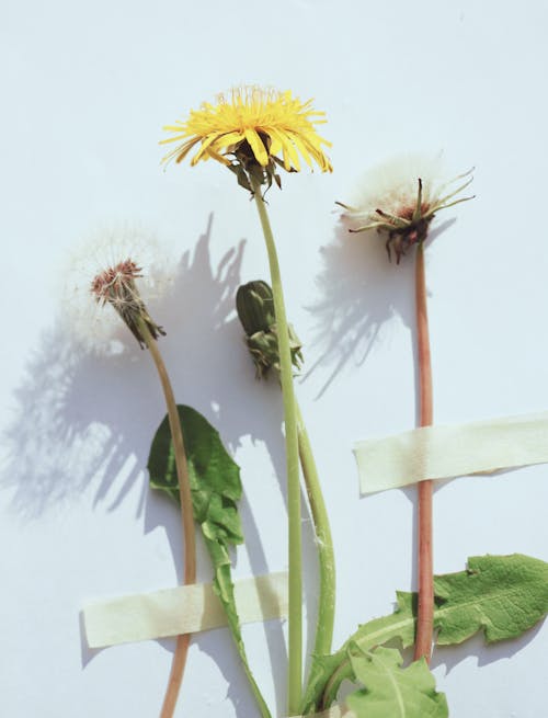 Foto stok gratis bunga-bunga, dandelion, dinding putih